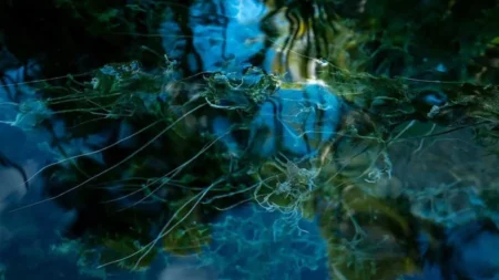 Superficie di uno stagno ravvicinata con rifflessi blu elettrico e toni di verde scuro ricerca le sagome delle piante circostanti che appaiono deformate